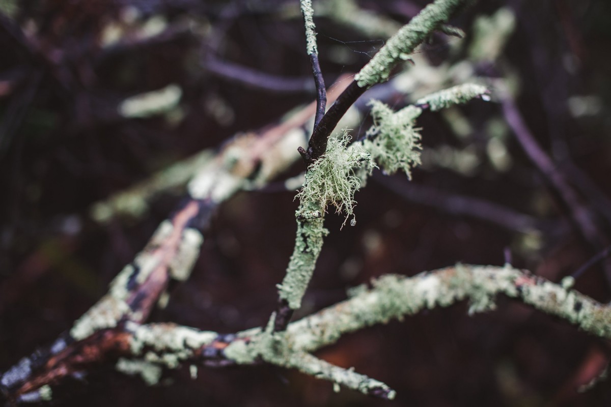 Prive-eiland-in-tasmanie-2