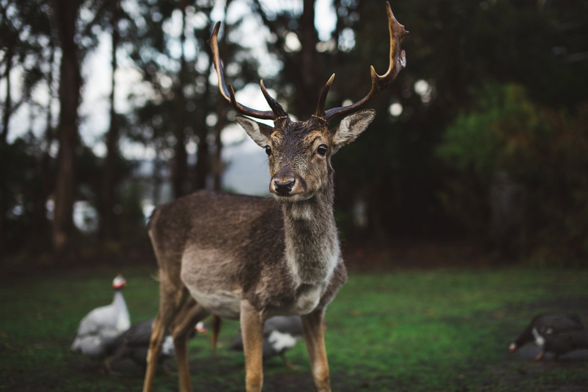 Prive-eiland-in-tasmanie-3