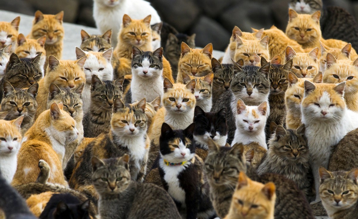cat island japan activiteiten