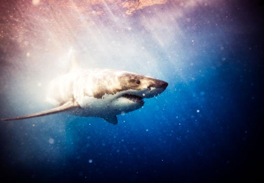 man man zwemmen haaien fotoreportage 4