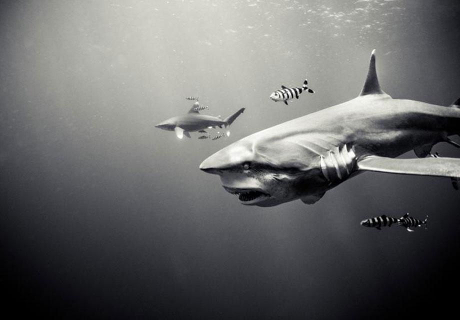 man man zwemmen haaien fotoreportage 7