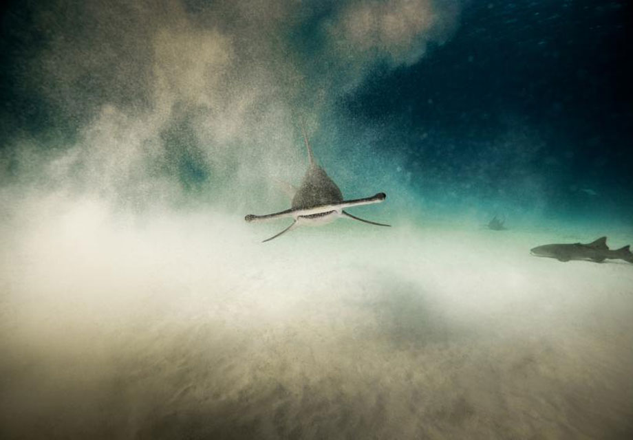 man man zwemmen haaien fotoreportage 8