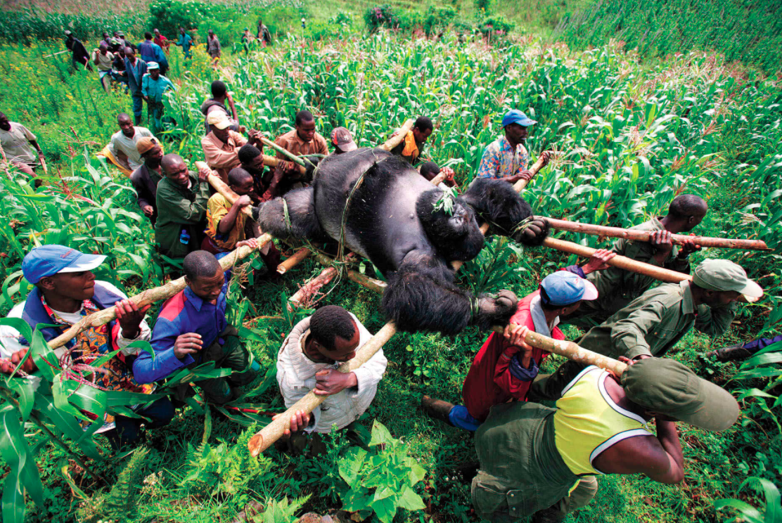 zilverrug gorilla-meest icnonische foto's-MAN MAN