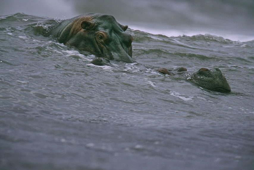 surfing hippos-meest iconische foto's-MAN MAN